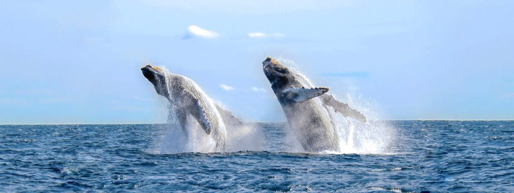 Awe-inspiring Whale Watching Experience on Mexicos Pacific Coast