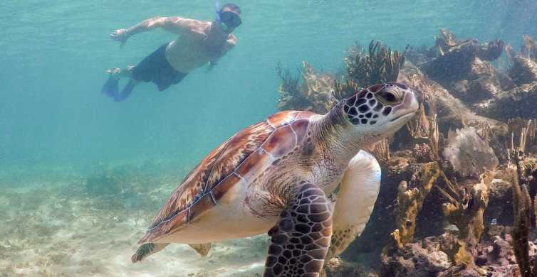 Discover the Magic: Mexicos Enchanting Turtle Watching Tours