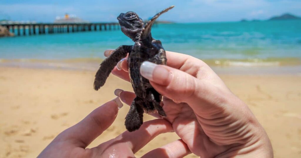 Discover the Magic: Mexicos Enchanting Turtle Watching Tours