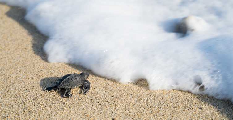 Discover the Magic: Mexicos Enchanting Turtle Watching Tours