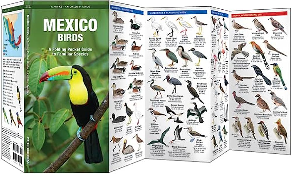 Exploring Mexicos Diverse Bird Species