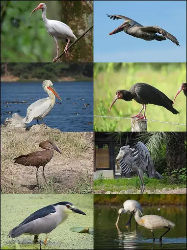 Exploring Mexicos Diverse Bird Species