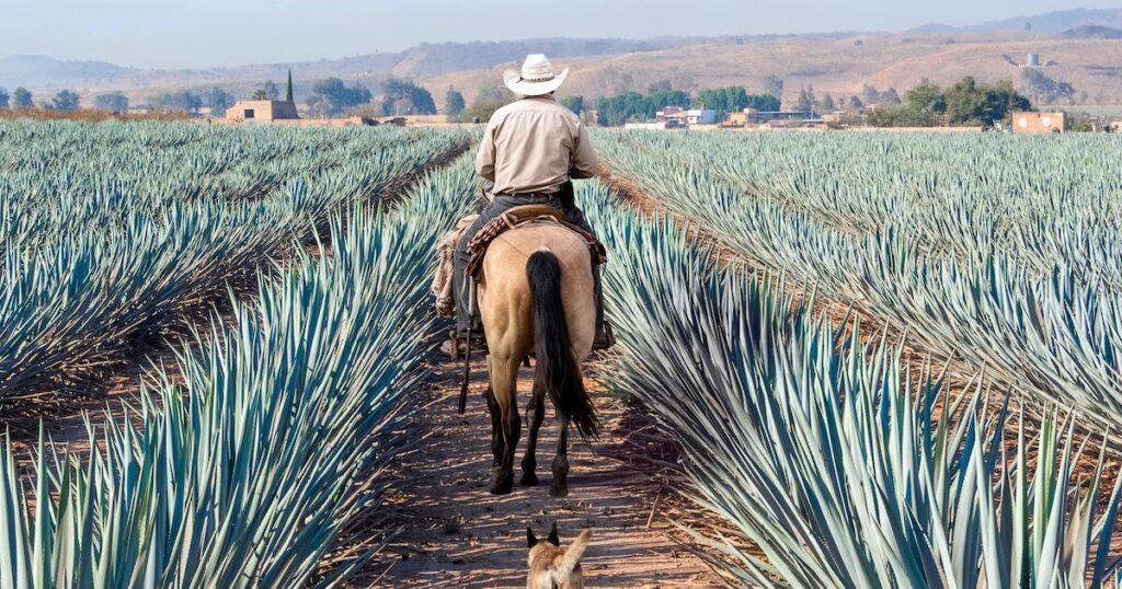 Exploring Mexicos Tequila Trail: A Roadtrip through Agave Fields and Distilleries