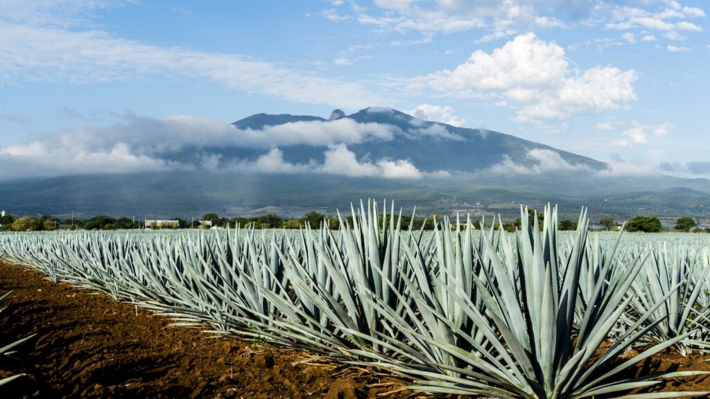 Exploring Mexicos Tequila Trail: A Roadtrip through Agave Fields and Distilleries