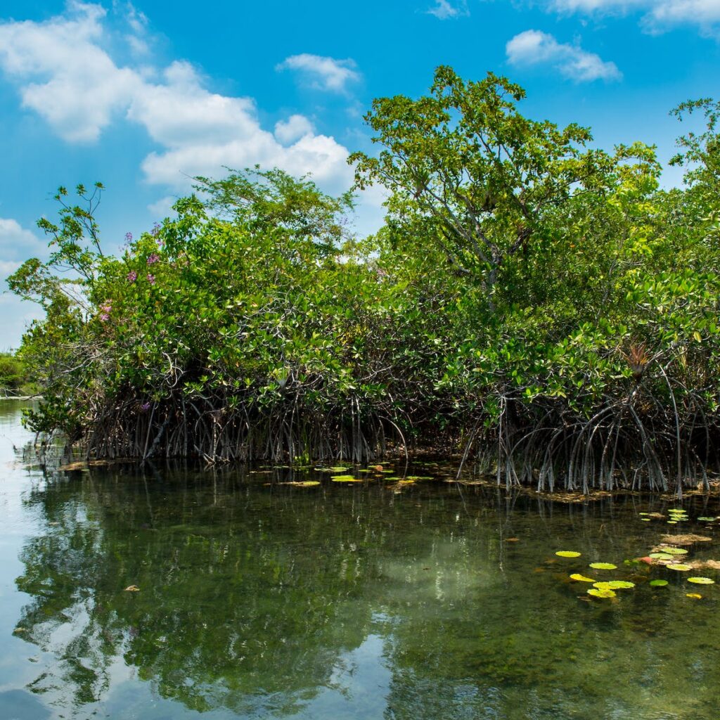 Exploring the Ecological Wonders of Mexicos Mangrove Forests