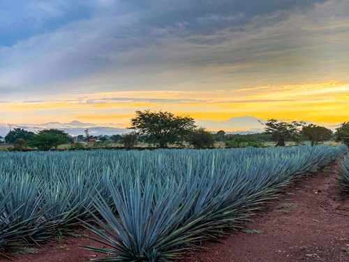 Exploring the Enchanting Blue Agave Fields of Mexico