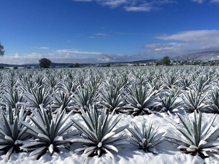 Exploring the Enchanting Blue Agave Fields of Mexico