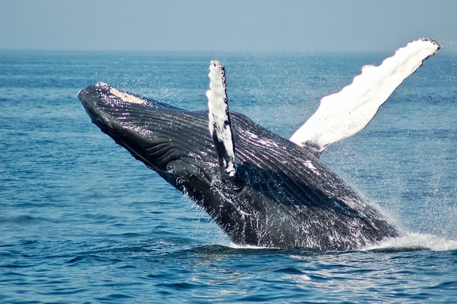 Exploring the Majestic Whales at Mexicos Pacific Coast