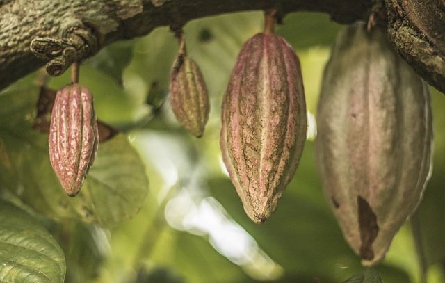 Journeying Through Flavors: Exploring the Enchanting History of Mexican Chocolate