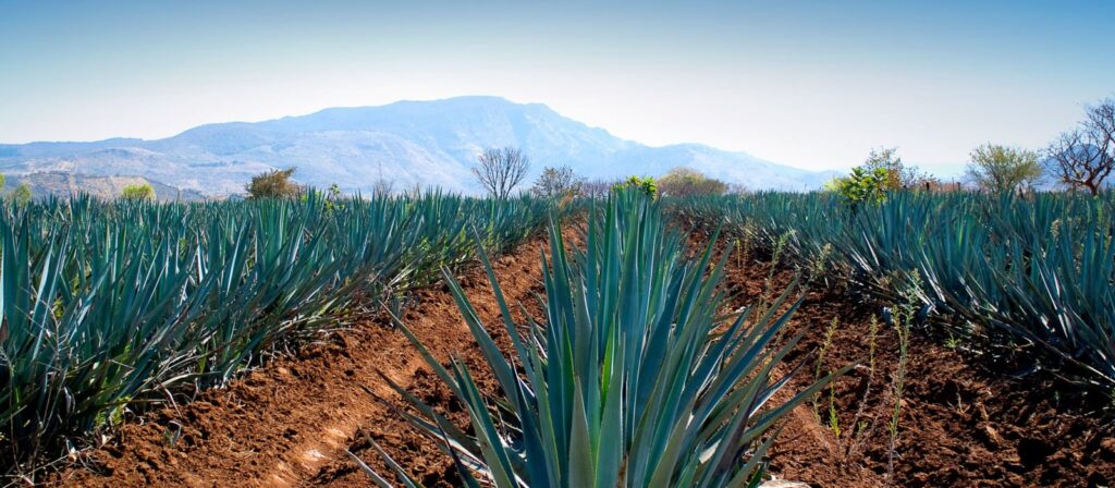 Uncovering the Secrets of Mexicos Tequila Trail: Discovering Agave Fields and Distilleries