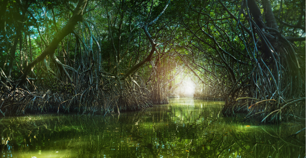 Unveiling the Abundance of Biodiversity in Mexicos Mangrove Forests