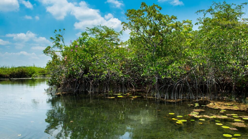 Unveiling the Abundance of Biodiversity in Mexicos Mangrove Forests