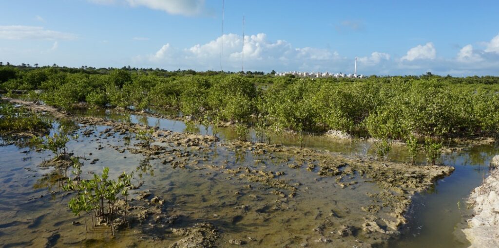 Unveiling the Abundance of Biodiversity in Mexicos Mangrove Forests