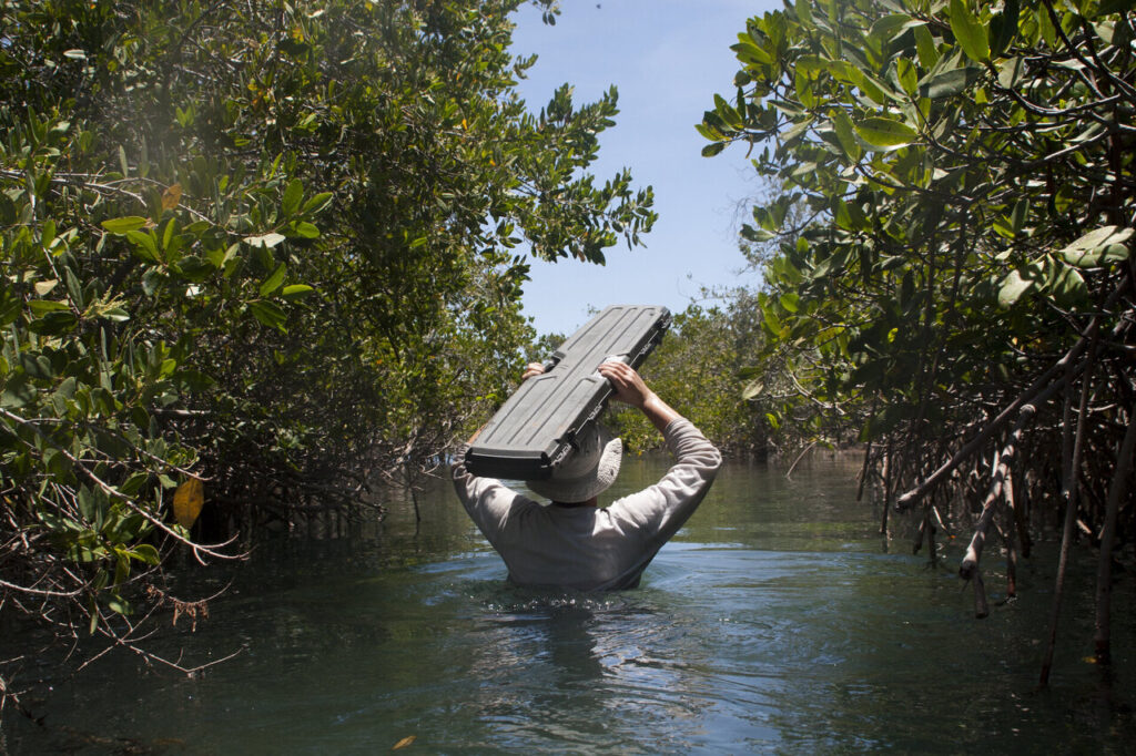 Unveiling the Abundance of Biodiversity in Mexicos Mangrove Forests