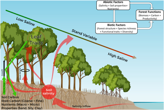 Unveiling the Abundance of Biodiversity in Mexicos Mangrove Forests