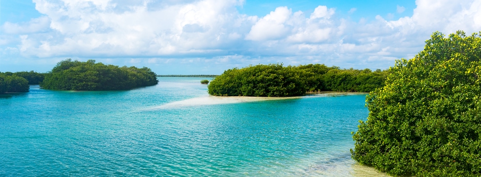 Unveiling the Breathtaking Fauna of Mexicos Sian Kaan Biosphere Reserve