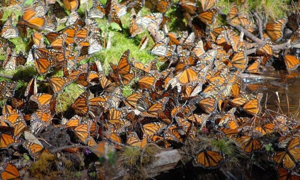 Unveiling the Marvels of Mexico: Witnessing the Spectacular Journey of Monarch Butterflies