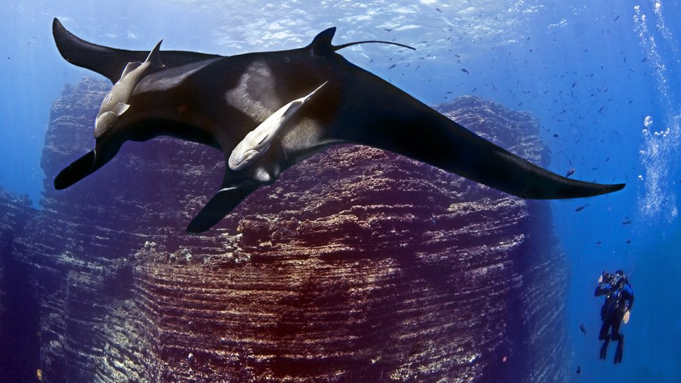 The Splendor of Mexicos Coastal Marine Parks