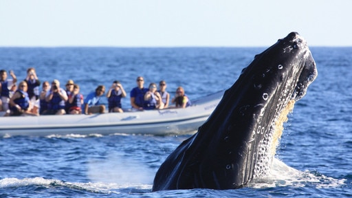 Discovering the Beauty of Whale Watching in Mexico