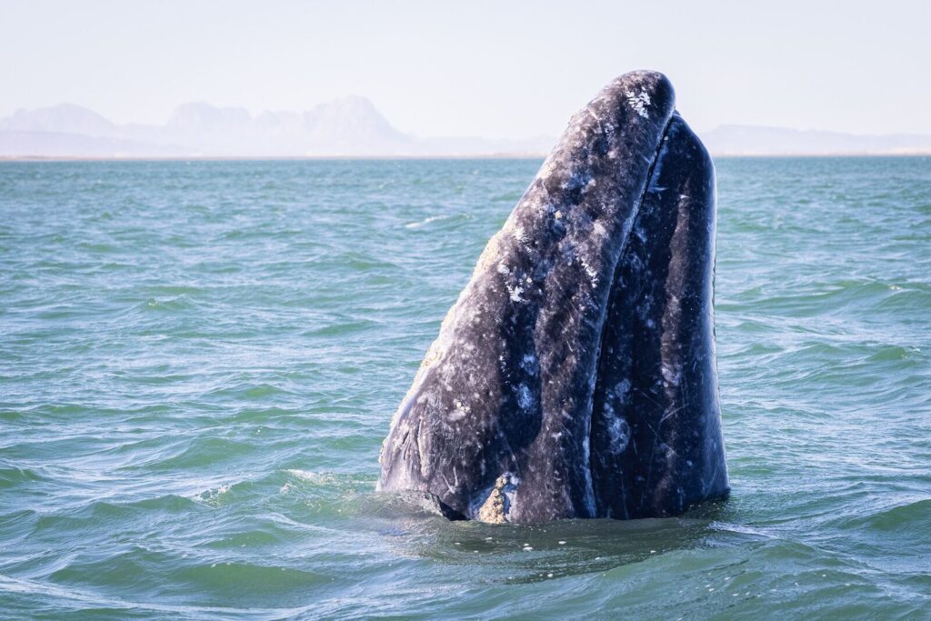 Discovering the Beauty of Whale Watching in Mexico