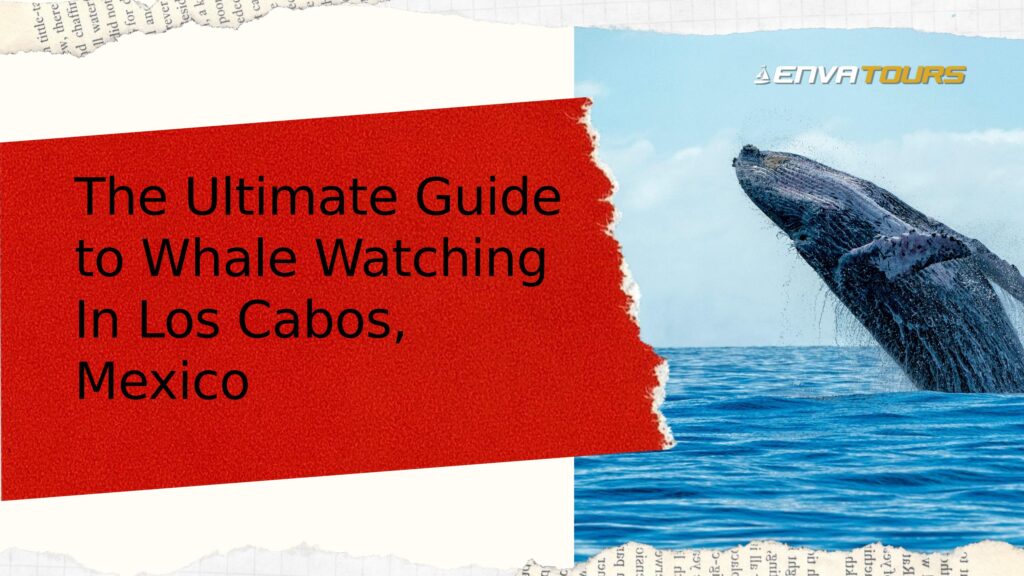 Essential Guide to Whale Watching in Mexico