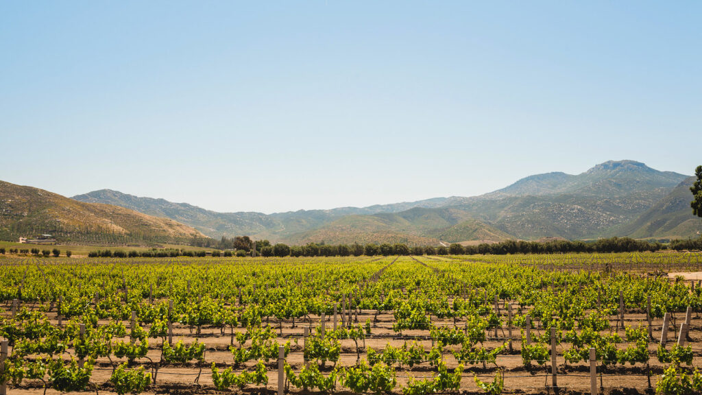 Exploring the Vineyards of Baja California