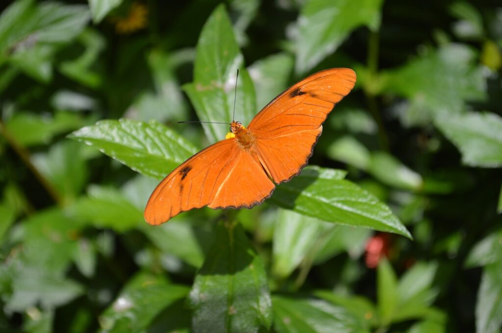 Preserving the Enchanting Beauty of Mexicos UNESCO Biosphere Reserves