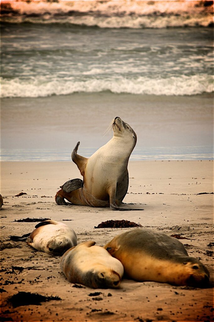 The Influence Of Marine Life On Mexico’s Beach Culture